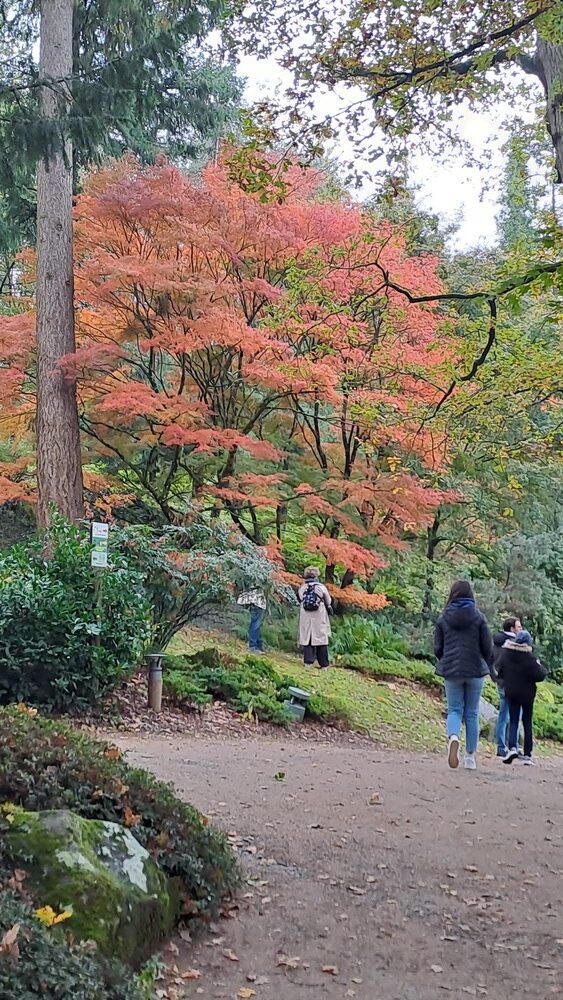 Parc Oriental de Maulévrier, des couleurs d'automne à couper le souffle !
